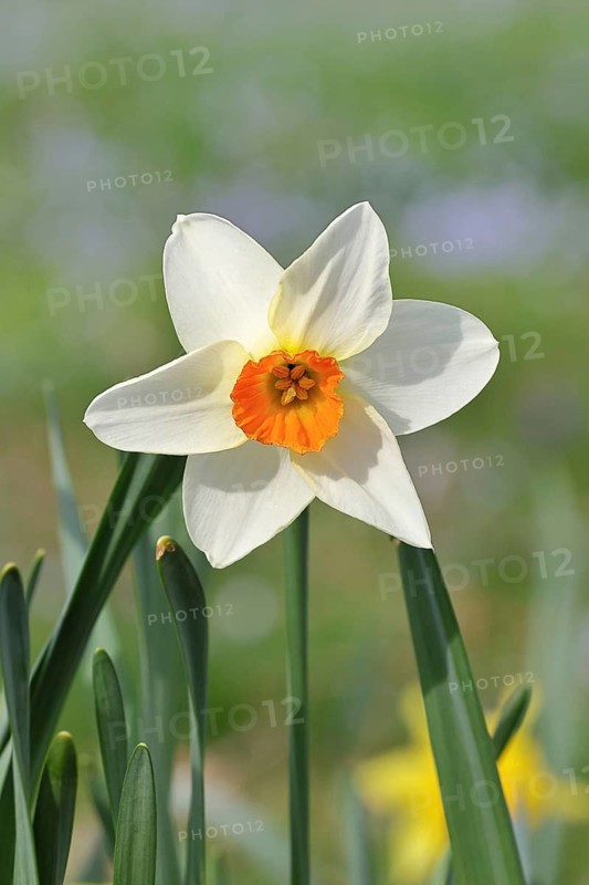 Large-crowned narcissus (Narcisuss), bicoloured flower, Wilnsdorf, North Rhine-Westphalia, Germany
