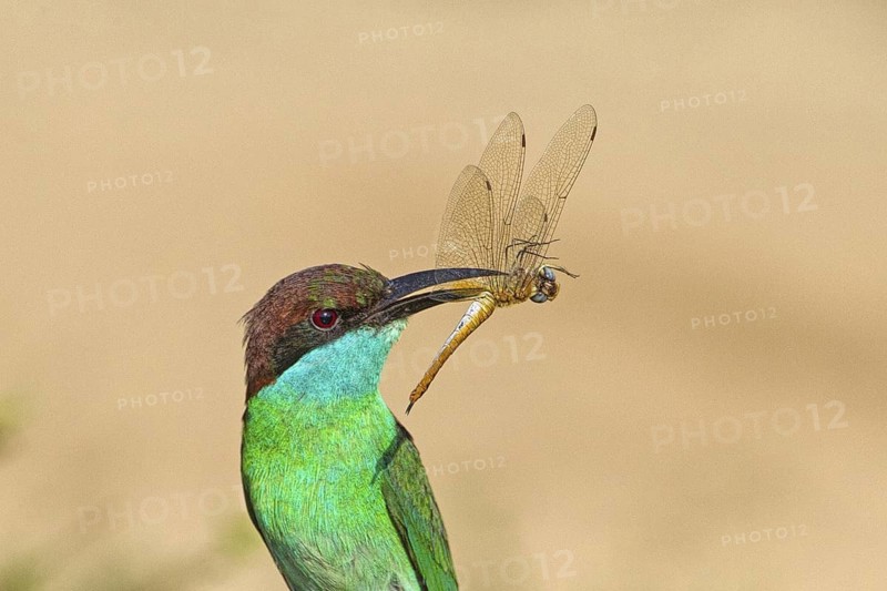 Blue-throated Bee-eater (Merops viridis) with dragonfly in beak, Penang, Malaysia