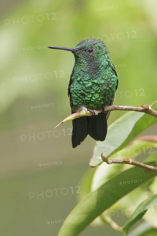 Steely-vented Hummingbird (Amazilia saucerrottei) perched on a branch in Costa Rica, Central America