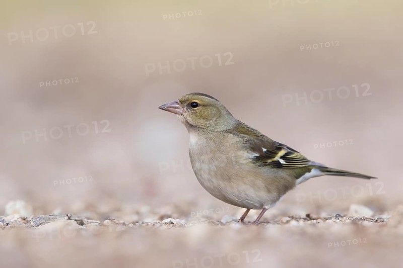 Chaffinch - Buchfink - Fringilla coelebs ssp. coelebs, Spain, female