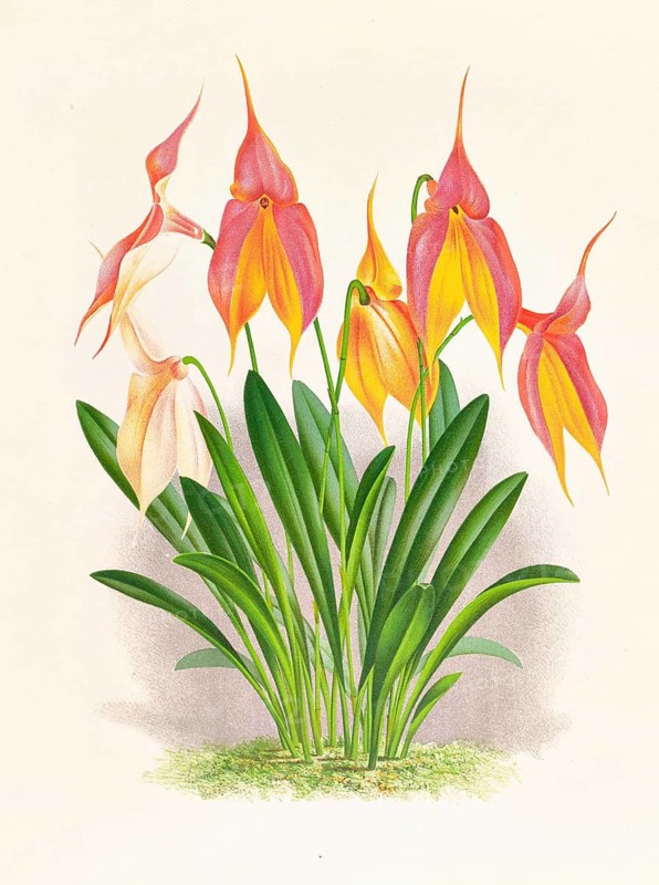 Orchid, Masdevallia veitchiana, authentic reproduction of an illustration by Jean Jules Linden (1817 - 1898), Luxembourgish-Belgian botanist, one of the fathers of orchid research, Historical