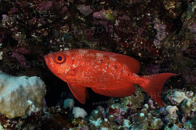 Reef bigeye perch (Priacanthus hamrur)