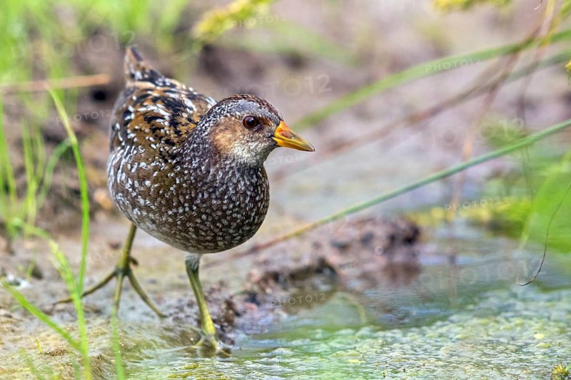 Spotted Crake, Spotted Crake, Porzana porzana, Lesvos, Greece