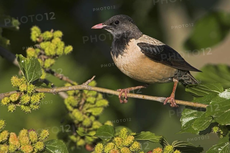 Rosy Starling (Pastor roseus), Greece