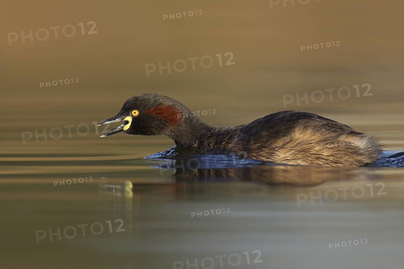 Australasian Grebe (Tachybaptus novaehollandiae), Victoria, Australia