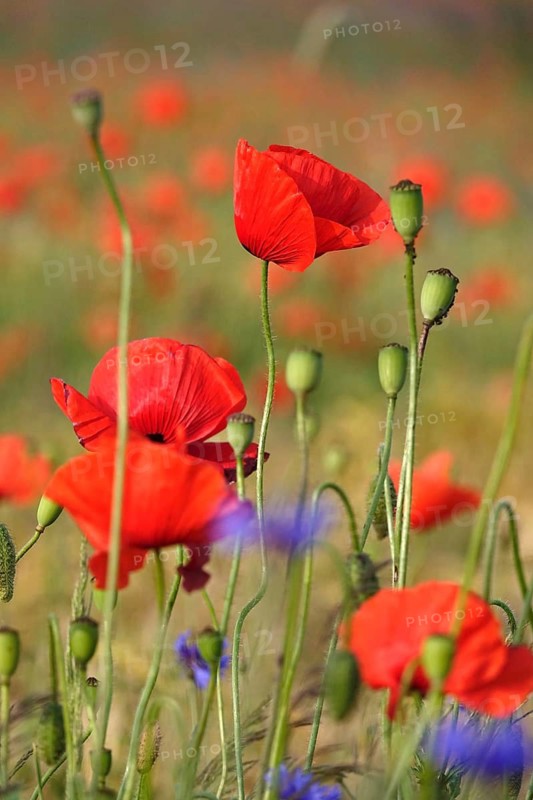Beautiful picturesque poppy field, June, Germany