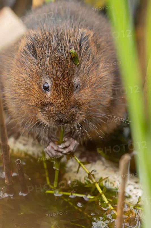 Water vole (Arvicola amphibius) adult rodent animal feeding on pond weed in summer, RSPB Minsmere nature reserve, Suffolk, England, United Kingdom