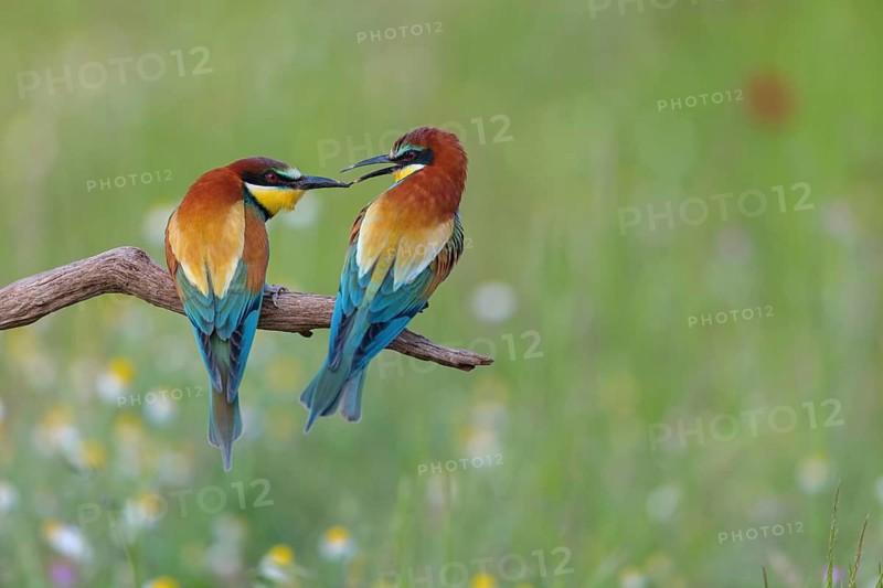 Bee-eater, (Merops apiaster), pair, perch, Tiszaalp-r, Kiskuns-gi National Park, B-cs-Kiskun, Hungary