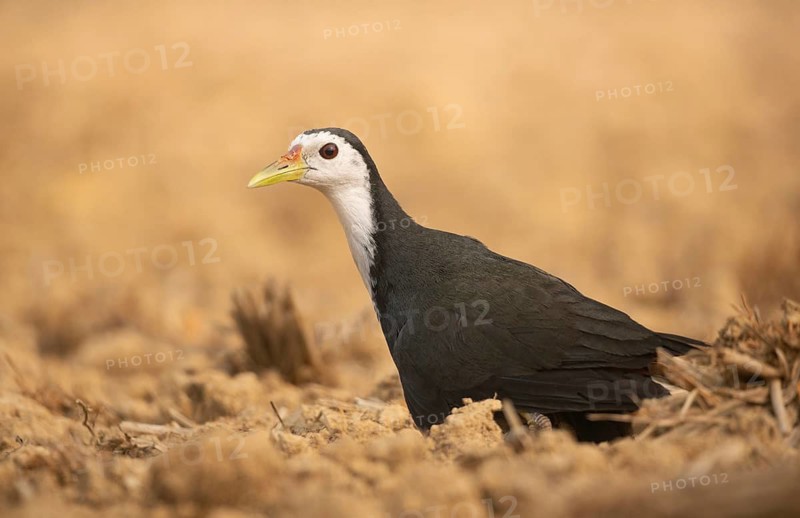 Clseup of a white-breasted waterhen (Amaurornis phoenicurus), Sreepeur, Gazipur