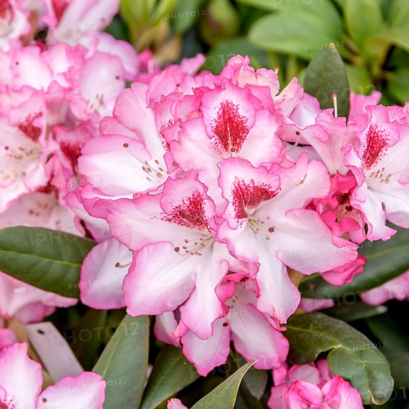 Rhododendron ponticum (Rhododendron 'Picotee'), Raiffeisenmarkt, Germany