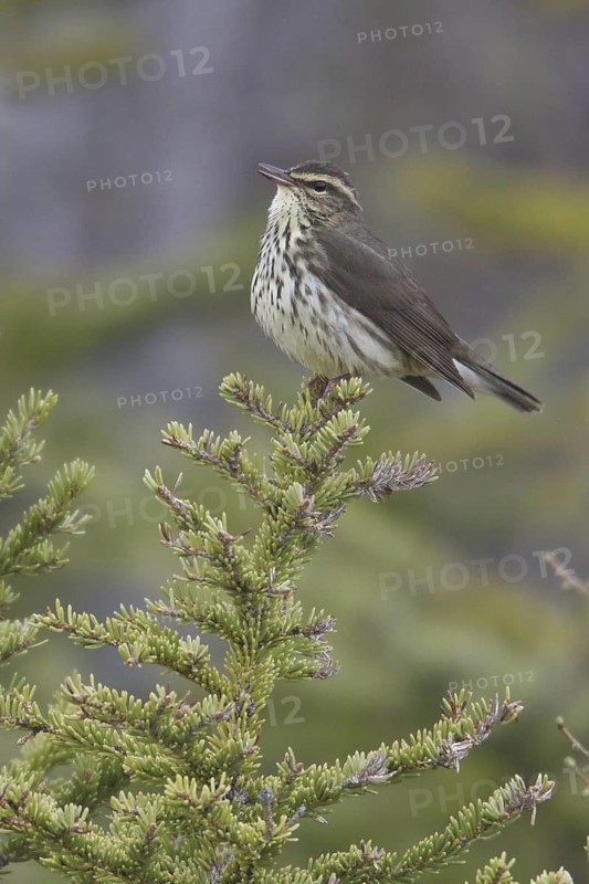 Northern Waterthrush (Parkesia noveboracensis), Manitoba, Canada
