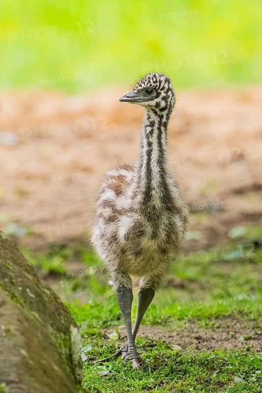 Emu (Dromaius novaehollandiae) youngsters on the ground, Bavaria, Germany