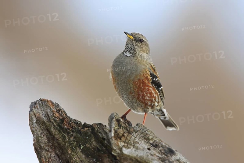 Alpine Accentor (Prunella collaris), Carinthia, Austria