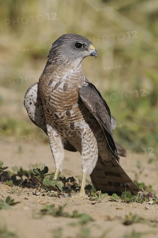 Levant Sparrowhawk (Accipiter brevipes) female, Eilat, Israel