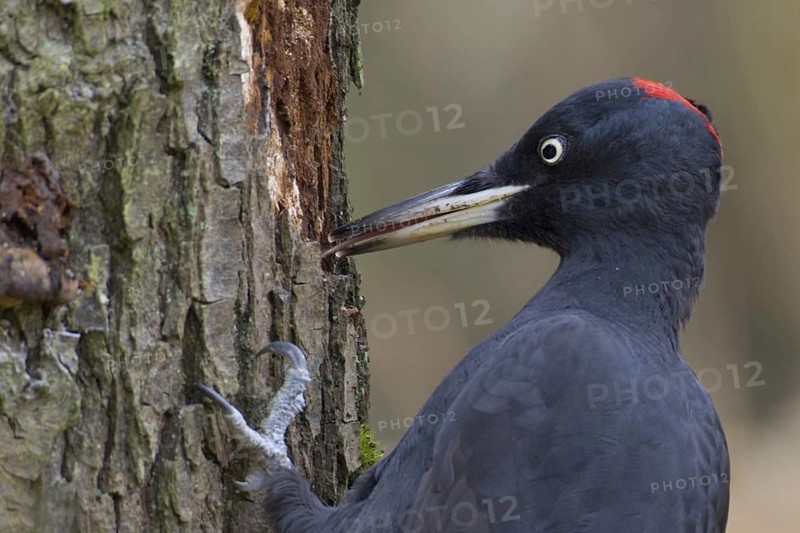 Black Woodpecker (Dryocopus martius) female, Saxony, Germany