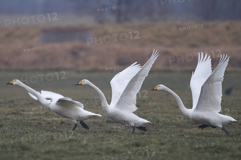 Whooper Swan (Cygnus cygnus) group taking flight, North Rhine-Westphalia, Germany
