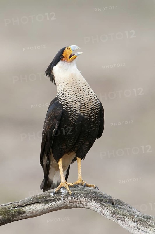 Northern Crested Caracara (Caracara cheriway), Texas, USA