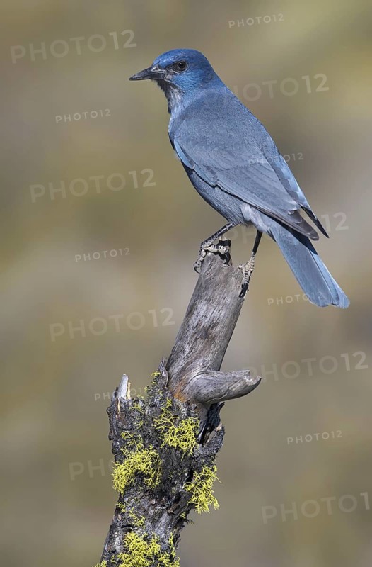 Pinyon Jay (Gymnorhinus cyanocephalus), Oregon, USA
