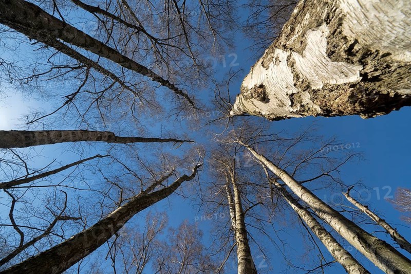 Primeval forest Urwald Sababurg, Hofgeismar, Weser Uplands, Weserbergland, Hesse, Germany