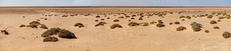 Vast desert landscape with scattered bushes under a clear sky, The endless landscape of the Sahara in Algeria