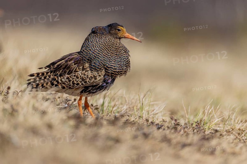 Ruff (Philomachus pugnax), at the mating site, Lapland, Finland