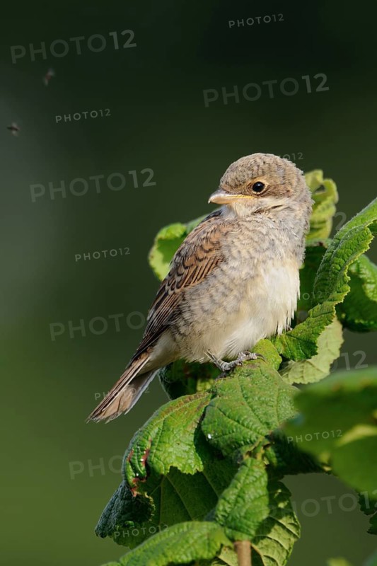 Red-backed Shrike (Lanius collurio) juvenile perched on a branch, North Rhine-Westphalia, Germany