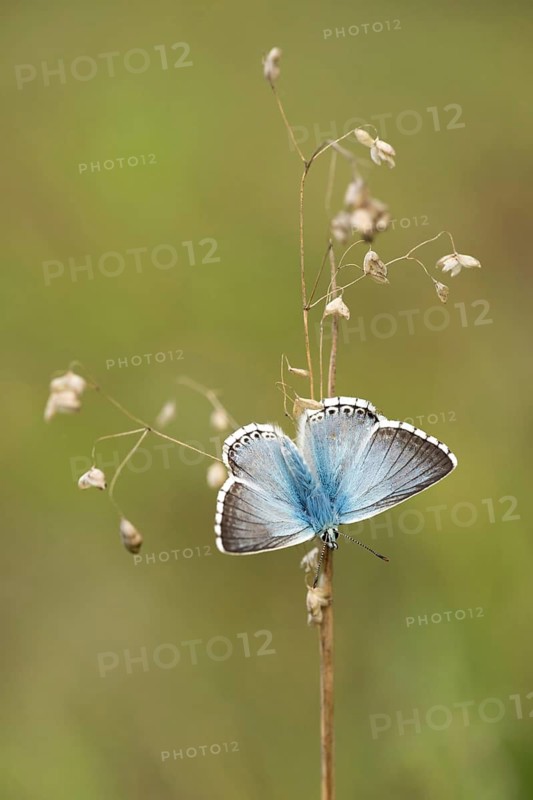 Bleek blauwtje, Chalk-hill Blue, Polyommatus coridon