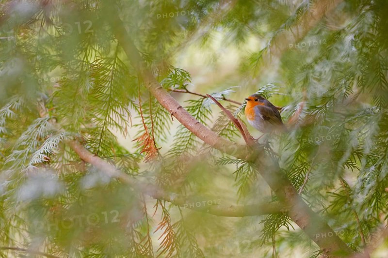 European robin (Erithacus rubecula) perched among dense pine branches with soft green background, Germany