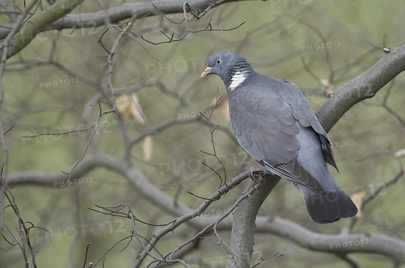 Common Wood Pigeon (Columba palumbus), Saxony, Germany