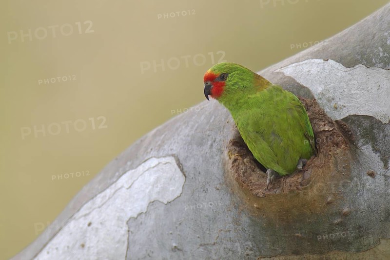 Little Lorikeet (Parvipsitta pusilla) female, Victoria, Australia