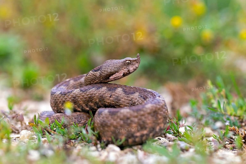 Horned viper, sand viper, sand adder, (Vipera ammodytes), family of vipers, Muselievo, Muselievo, Pleven, Bulgaria