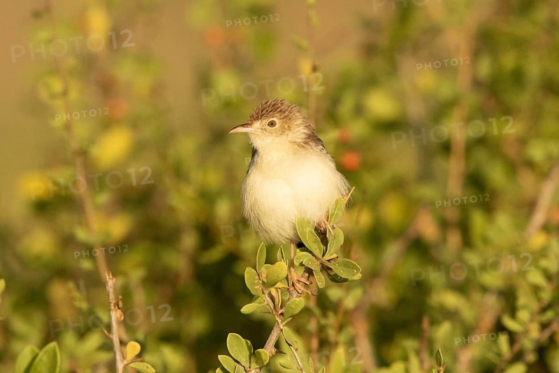 Ashy Cisticola (Cisticola cinereolus), Samburu, Kenya
