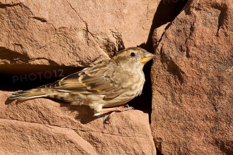 Rock Sparrow (Petronia petronia), Morocco