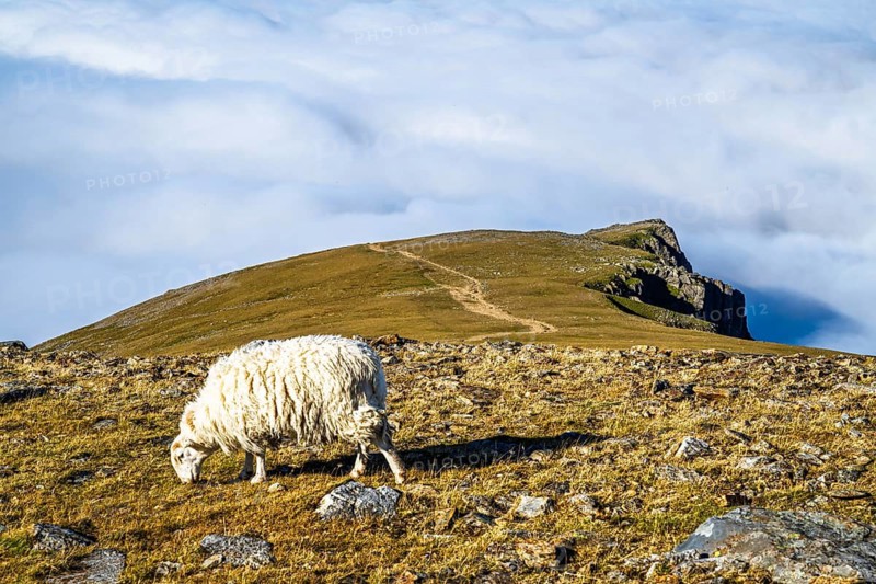 Sheeps on Snowdon Massif, Snowdon Range, Snowdonia, North Wales, UK