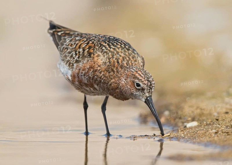 Curlew Sandpiper (Calidris ferruginea) foraging, Bulgarien