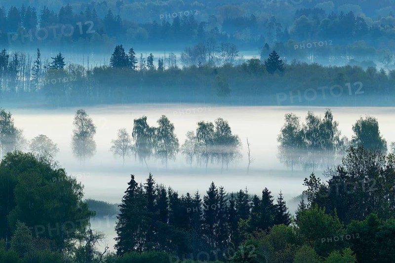 Early morning fog over the moor, birch (Betula), birch family (Betulaceae), fog, Pfrungen, Pfrunger-Burgweiler Ried, Baden-Wuerttemberg, Germany