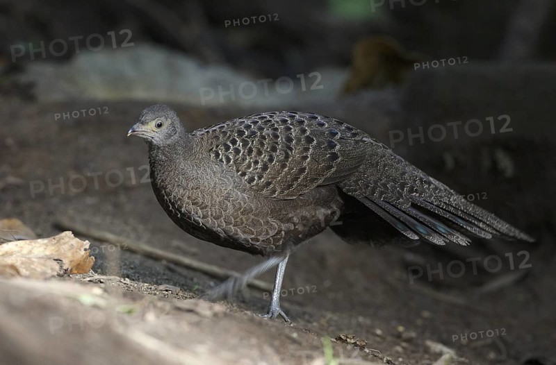 Grey Peacock-Pheasant (Polyplectron bicalcaratum) female, Mae Wong, Thailand