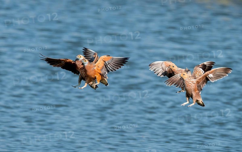 Burchell's sandgrouse (Pterocles burchelli) in flight, Savuti, Chobe Nationalpark, Botswana