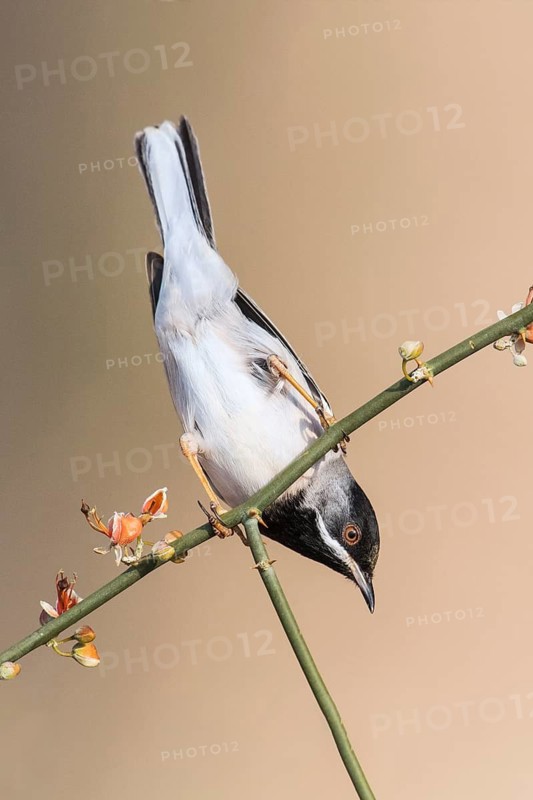 Rüppell's Warbler (Sylvia ruppeli) male, Eilat, Israel