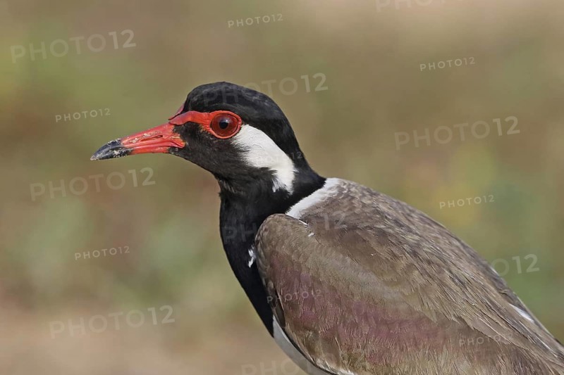Red-wattled Lapwing (Vanellus indicus), Penang, Malaysia