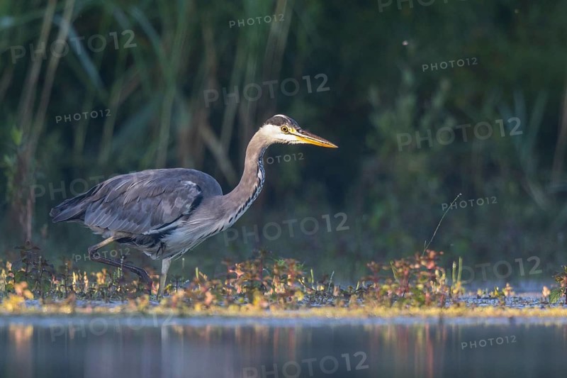Grey Heron (Ardea cinerea) foraging, North Rhine-Westphalia, Germany