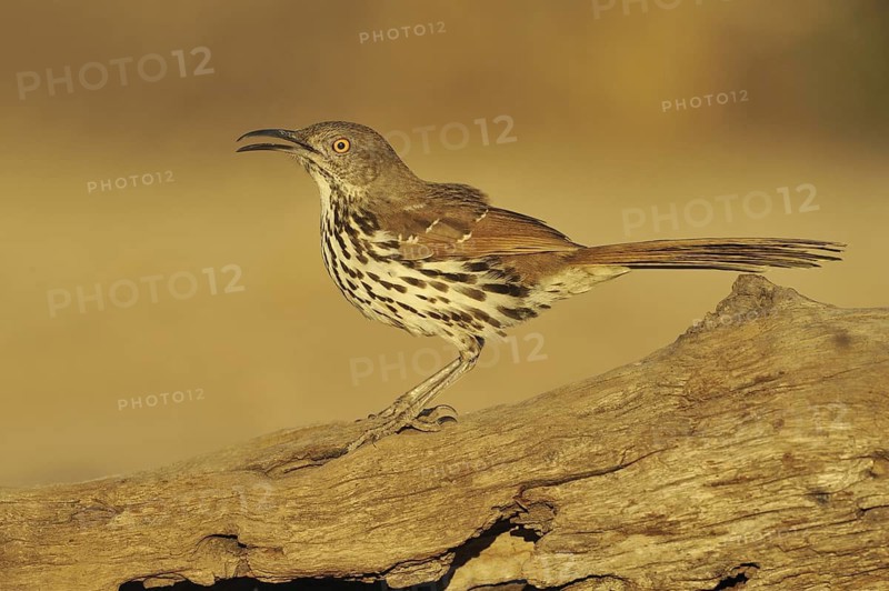 Long-billed Thrasher (Toxostoma longirostre), Texas, USA