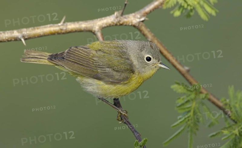 Nashville Warbler (Leiothlypis ruficapilla), Texas, USA