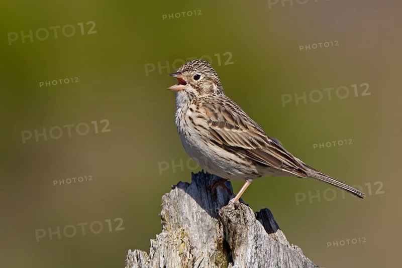 Vesper Sparrow (Pooecetes gramineus) singing, Michigan, USA