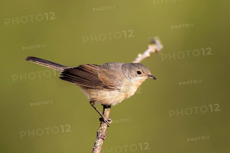 Subalpine Warbler (Sylvia cantillans) female perched on a branch, Castile and Leon, Spain