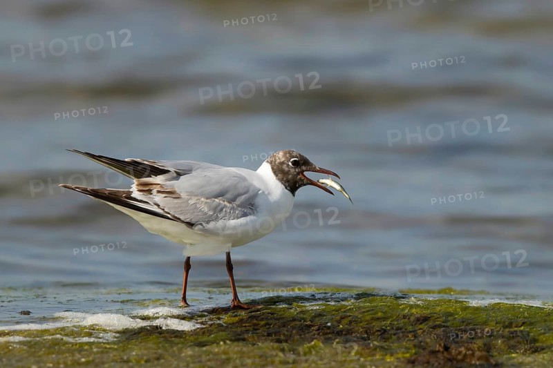 Black-headed Gull (Chroicocephalus ridibundus) eating a fish, Smaland, Sweden