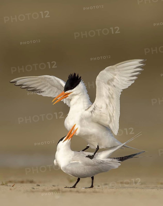 Royal Tern (Thalasseus maximus) pair mating, Texas, USA