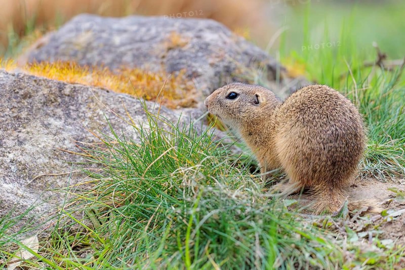 A fully grown ground squirrel (Spermophilus citellus) sits in a green meadow on a cloudy day, eating and intently observing its surroundings. Austria