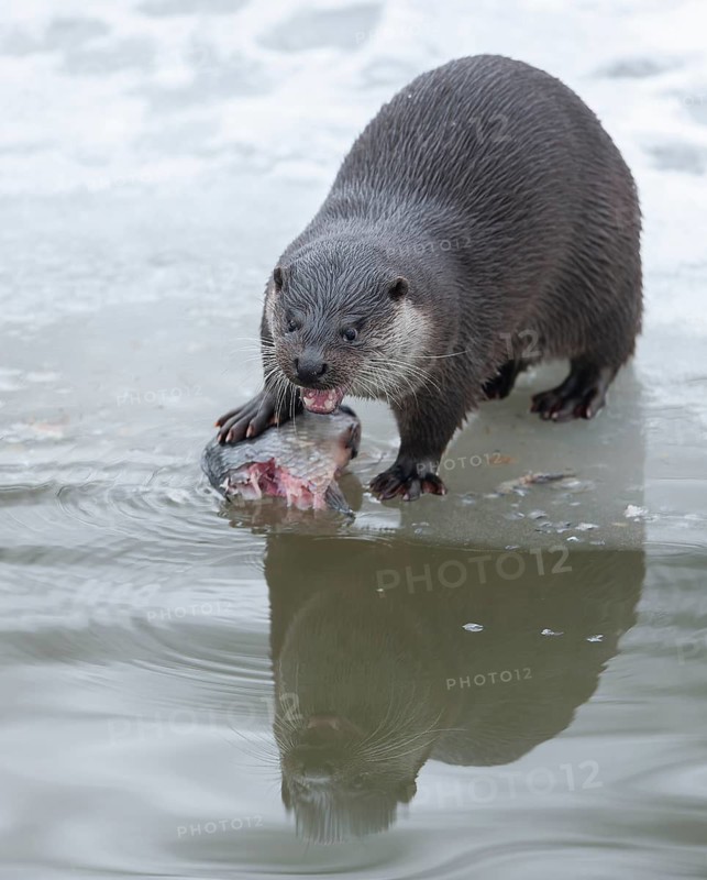 Otter (Lutra lutra) with prey fish at a partly frozen pond, snow, Germany