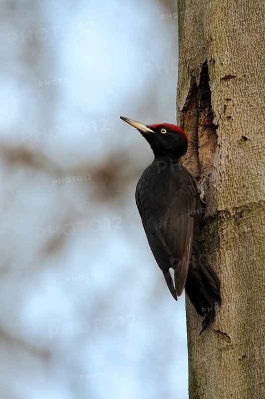Black Woodpecker (Dryocopus martius) male at nest cavity, North Rhine-Westphalia, Germany